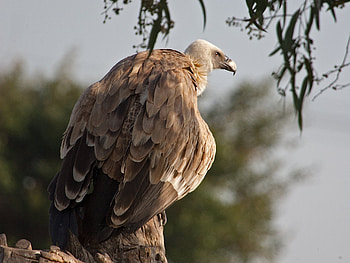 Griffon Vulture , , Breathtaking view HD wallpaper