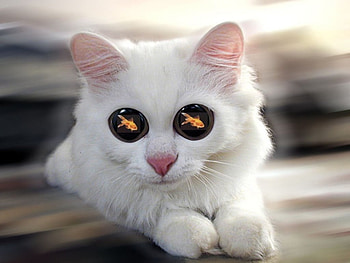 Kitty with vision, kitten, goldfish in eyes, white cat HD wallpaper