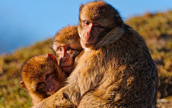 Animals, Monkeys, Family, Embrace, Self-Preservation, Instincts HD wallpaper