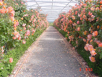 roses, greenhouse, pink, row, conservatory, flowers HD wallpaper