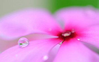 Flower, Macro, Petals, Drop HD wallpaper