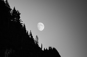 Nature, Trees, Night, Moon, Dark, Forest HD wallpaper