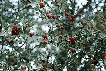 Hawthorn Tree Nature, Buy Cherry Hawthorn, Crataegus Spp, Planting Justice HD wallpaper