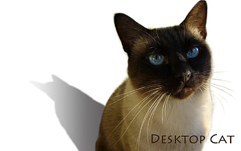 Remi the cat, tomcat, white background, cat, birmanese HD wallpaper