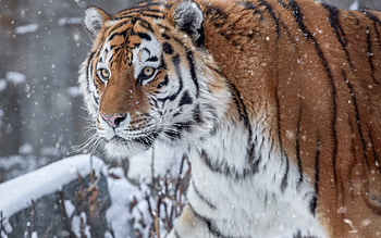 Tiger, iarna, big cat, winter, animal, tigru HD wallpaper