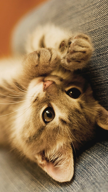 Kitten , charm HD phone wallpaper