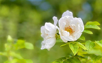 Wild Rose, Latvia, white, flower HD wallpaper