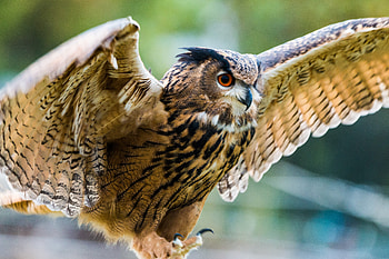 Animals, Owl, Bird, Predator, Wings, Wave, Eagle Owl, Sweep HD wallpaper