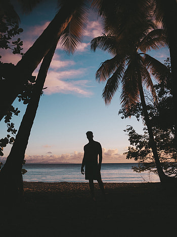 Nature, Sunset, Sea, Twilight, Palms, Silhouette, Dusk, Tropics HD phone wallpaper