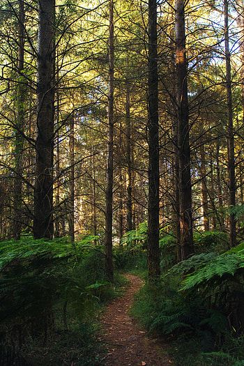 Nature, Trees, Fern, Forest, Path HD phone wallpaper