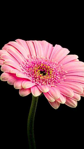 Pink Flower, Floral HD phone wallpaper