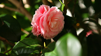 Camellia pink flowers, Petal , U TV beauty, Floral magnificence HD wallpaper