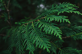 Cawak Qin forestry, Home for Thuja, Natural habitat, Conservation HD wallpaper