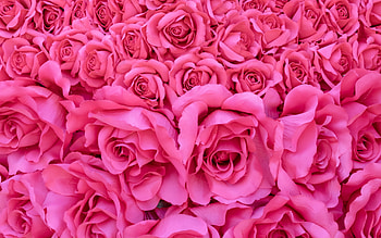 Pink roses, summer, rose, pink, skin, texture, trandafir, vara HD wallpaper