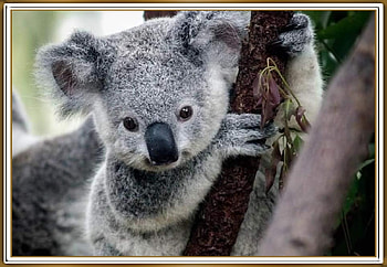 KOALA, BABY, NATURE HD wallpaper