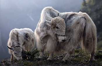 Cattle, fur, highland, nature HD wallpaper