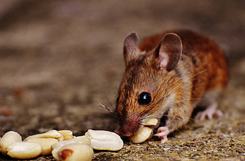 Animals, Food, Nuts, Mouse, Rodent, European Mouse HD wallpaper