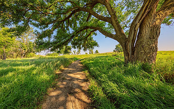 Country road, summer, shade, old, field, path, , nature, tree, graphy HD wallpaper