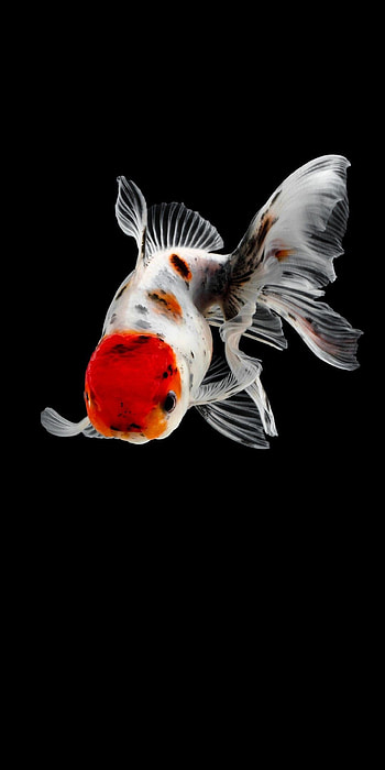 Gold Fish, Mesmerizing oranda fish, Exquisite colors, Aquatic elegance HD phone wallpaper