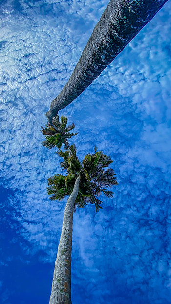 Nature, Sky, Palms, Branches, Bottom View HD phone wallpaper