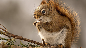 Brown Fur Squirrel Is Standing On Tree Stick In Blur Background Squirrel HD wallpaper