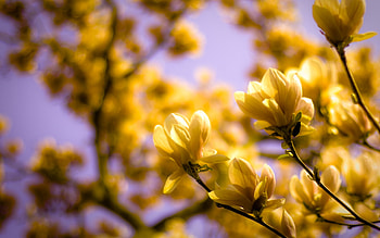 Plants, Flowers HD wallpaper