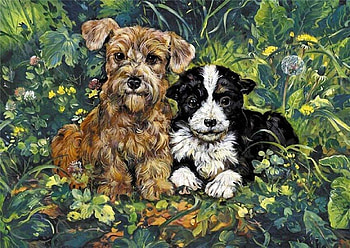Friend found, dogs, flowers, animals, friends HD wallpaper