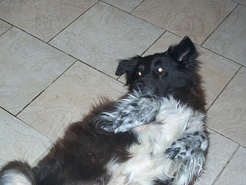 Kacey playing, working dog, sheep dog, heard dog, austrian sheppard HD wallpaper