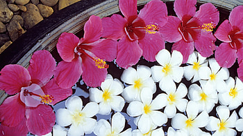Potted Flowers, pink, white, flowers, pot HD wallpaper