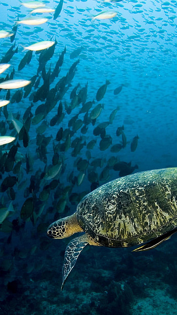 Preview turtle, underwater, swim, fish, sea, ocean HD phone wallpaper