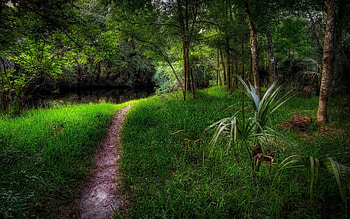 Walk in the woods, Green, Forest, Path, Walk, Natyre HD wallpaper