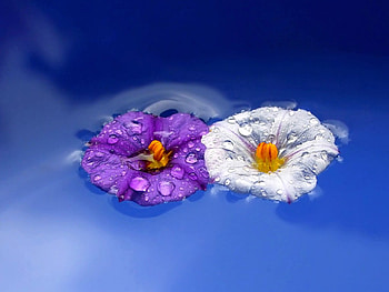 Flowers in Water, beautiful, flowers, water HD wallpaper