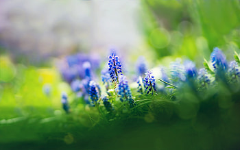 Beautiful Muscari Flowers, blue, flowers, nature HD wallpaper