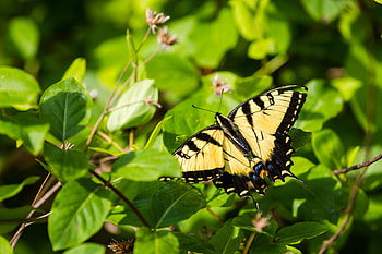Animals, Bush, Insect, Butterfly, Wings HD wallpaper