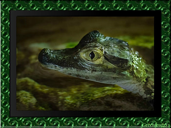 BABY CROC, BABY, CUTE, CROC HD wallpaper