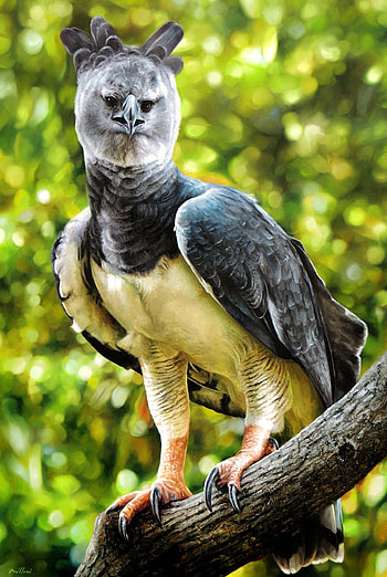 Artistic harpy eagle representation, Avian beauty in art form, Unusual animal ry, Wildlife fascination HD phone wallpaper