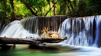 Kanchanaburi Waterfall, Erawan, Thailand, river, national park, deer, cascades, trees, forest, rocks HD wallpaper