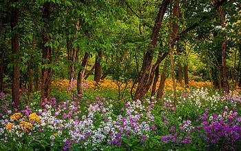 Colorful Wildflowers in Spring, trees, colors, forest, blossoms HD wallpaper