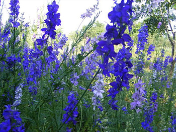 nice blue flowers, blue, flowers, kind, nice HD wallpaper