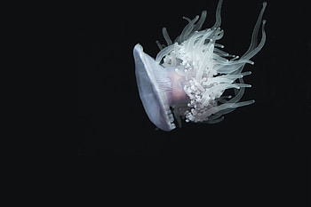 Animals, Water, Jellyfish, Underwater World, To Swim, Swim, Tentacles HD wallpaper