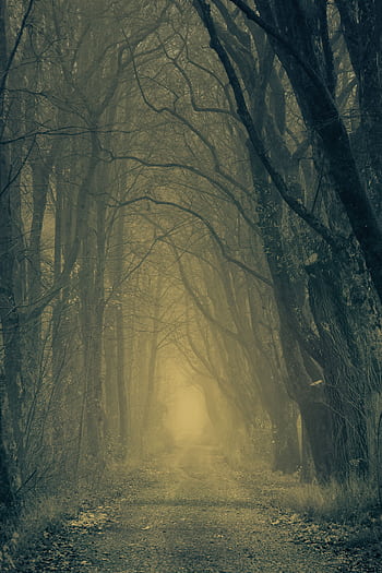 A foggy forest pathway lined with tall trees creates a mysterious atmosphere. HD phone wallpaper