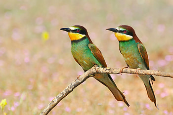 Animals, Birds, Branch, Bee-Eaters, Golden Bee-Eater, Golden Shhurka HD wallpaper