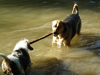 Turbo & Chloe, river, chloe, turbo, stick HD wallpaper