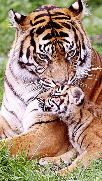 Tiger , Tiger With Cub HD phone wallpaper