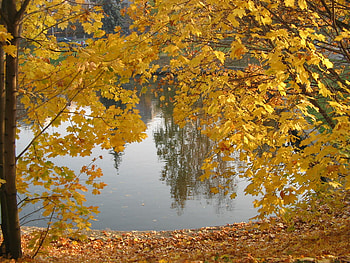 Autumn, season, nature, lake HD wallpaper