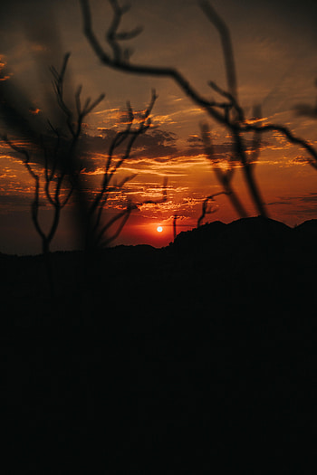 Nature, Sunset, Sky, Silhouette, Branches HD phone wallpaper
