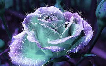 Shiny Rose, rose, nature, abstract, flower HD wallpaper