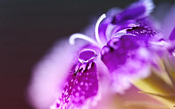 Lilac, Flower, Macro, Petals, Stamens HD wallpaper