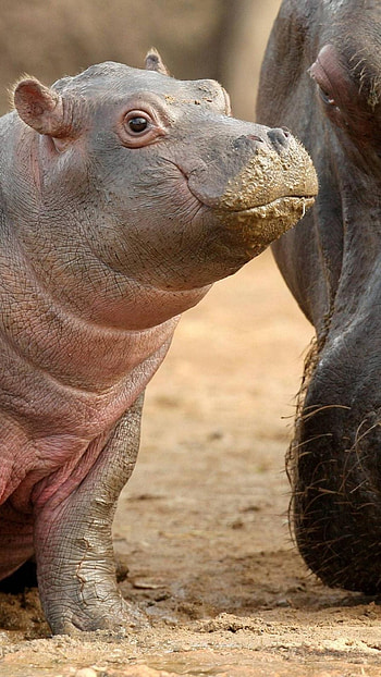 African animals, High resolution HD phone wallpaper