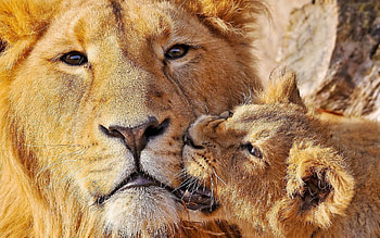Animals, Muzzle, Lion, Big Cat, Lioness, Care, Lion Cub HD wallpaper